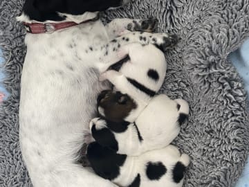 Jack Russell Terrier · Varberg · Kennel Beldio’s