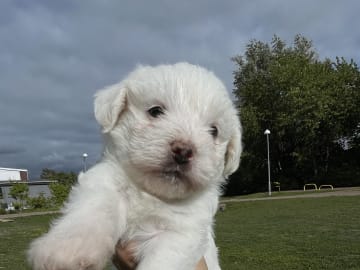 Malteser mix · Oxie · Mathias O.