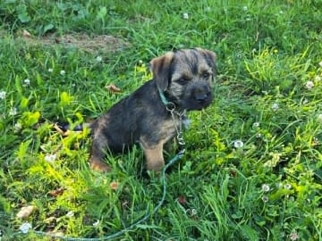 Borderterrier · Västerås · Borderfun