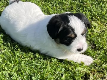 Jack Russell Terrier · Bording · Jane Lehmann