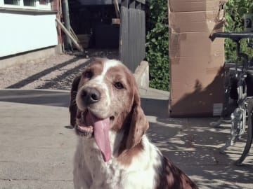 Welsh springer spaniel · Gustavsberg · Ghillsbay
