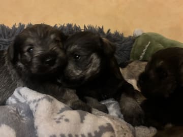 Dvergschnauzer · Partille · Encalnas' Kennel