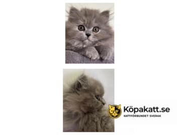 Brittiskt korthår · Borlänge · S*Lur Per's
