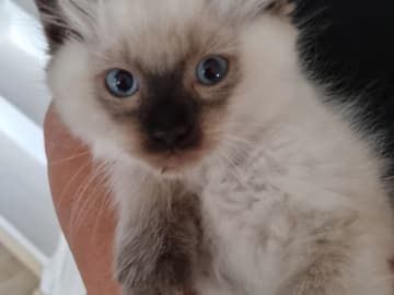 Ragdoll · Uppsala · Anna L.