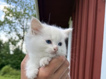 Ragdoll · Borås · Bellas