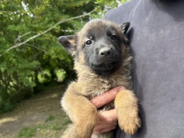Belgisk vallhund – malinois · Adelsö · Elina T.