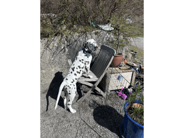 Dalmatiner · Frekhaug · Kennel Shospot