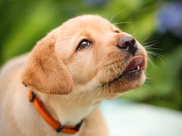 Labrador retriever · Svärtinge · Blankgölens kennel