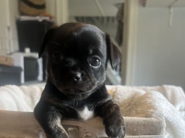 Chihuahua/Fransk bulldog · Vallda · Anna B.