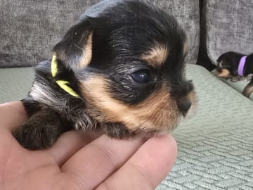 Yorkshireterrier · Kopparberg · Gacrux