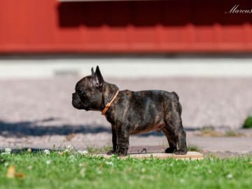 Fransk bulldogg · Skinnskatteberg · Little Hooligans