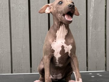 American Hairless Terrier · Mellerud · Ticket to win