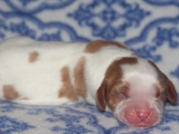 Cavalier king charles spaniel · Säffle · Bernerhagens