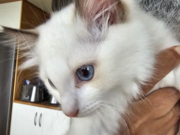Ragdoll · Stenkullen · Zac kennel