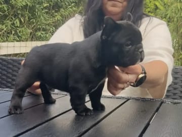 Fransk bulldogg · Haugesund · Linda Jørgensen