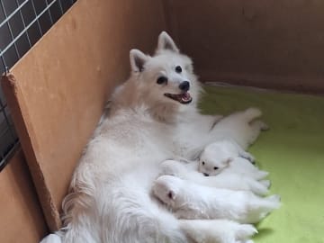 Japansk spets · Kristdala · Kennel Alegros
