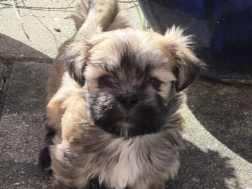 Lhasa Apso · Slagelse · Black Peek A Boos