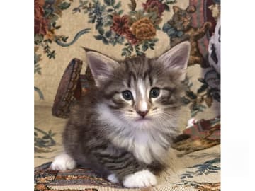Norwegian Forest · Ekerö · S*Uncut Diamond