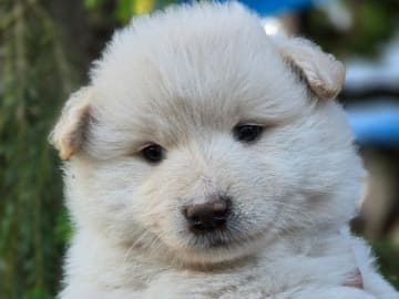 Finsk lapphund · åseda · S*Zamzam,s Gården