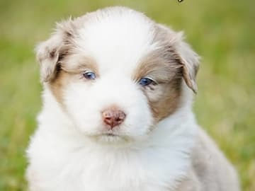 Miniature American Shepherd · Åsnes Finnskog · Lill Bredvold