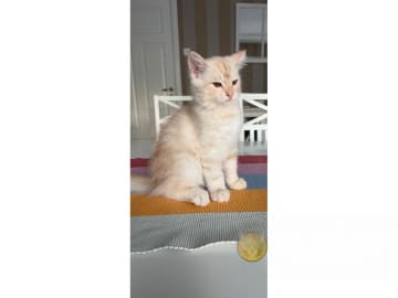 Sibirisk katt · Alunda · SE*Reiman's