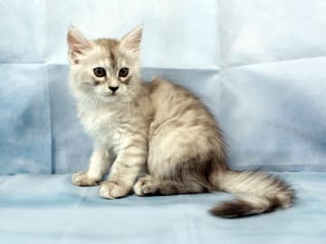 Maine Coon · Västra Frölunda · Dagdrivarn