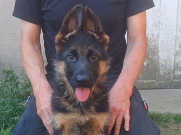 Tysk Schäferhund · Sölvesborg · Ebafarmens