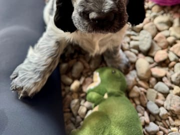 Cocker spaniel · Nygård · Westdreams