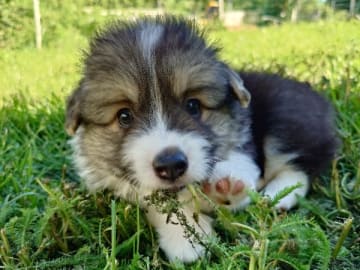 Welsh corgi pembroke · Tystberga · Borderbroke