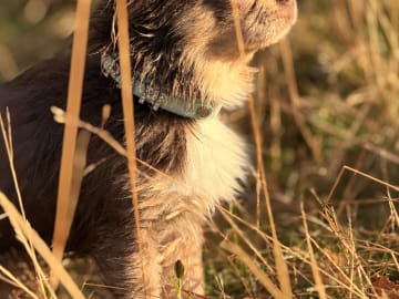 Chihuahua · Karlstad · Zusanna D.