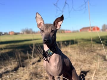 Peruviansk nakenhund · Uppsala · Coszcatl's