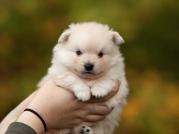German Spitz – Mittelspitz · Enköping · Kerberos Silver