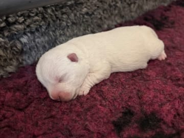West highland white terrier · Varberg · Taste Of Sweet