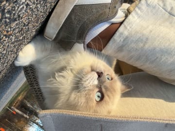 Ragdoll · Olofström · Doria B.