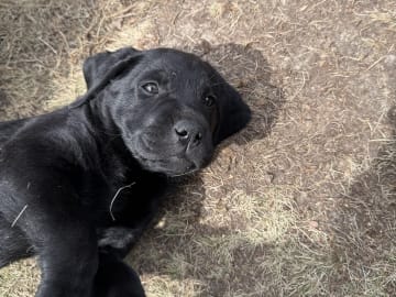 Labrador retriever · Huddinge · Tony J.