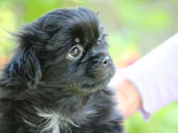 Tibetansk spaniel · Hjärup · Follow