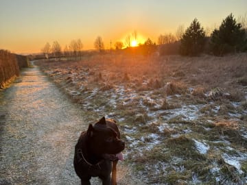 Cane corso · Aalborg · Kasper A.