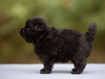 German Spitz – Mittelspitz · Enköping · Kerberos Silver