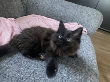 Maine Coon · Jönåker · Malin A.