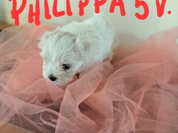 Malteser · Alingsås · Ginny Angel