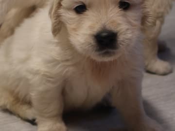 Golden Retriever · Tjällmo · Ekbergarn’s  kennel