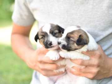 Jack Russell terrier · Vaxholm · My Workingdogs