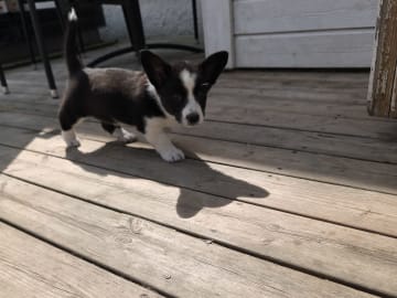 Welsh corgi cardigan · Frövi · Million dollar babys
