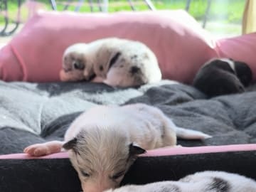 Border Collie · Herning · Abigail Pearls