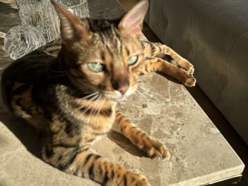 Bengal · Sundbyberg · Emina A.