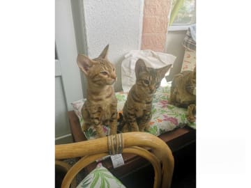 Ocicat · Nyköping · SE*Aspkatter