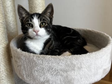 Bondkatt · Göteborg · Mince