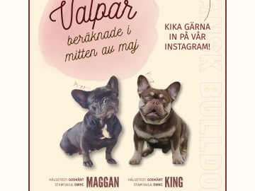 Fransk bulldogg · Kinna · Rosa’s kennel