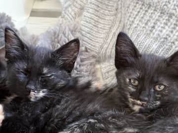 Blandras långhåriga main Coon Norskskogskatt  korthåriga bondkatt Norskskogskatt · Solna · Victoria A.