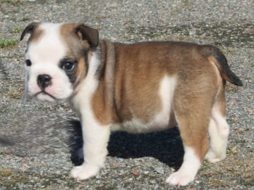 Engelsk bulldog · Rånäs · Maxibull